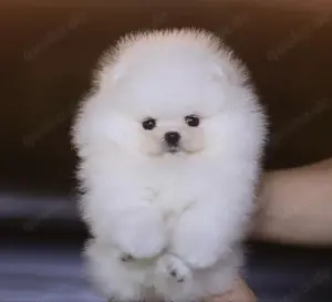 Zwergspitz  Pomeranian Welpen suchen ein neues Zuhause
