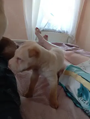 Mädchen der Rasse Shar Pei.
