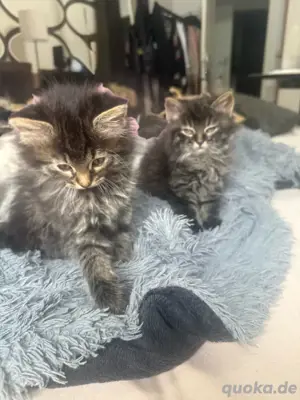 Maine Coon Mix Kitten 
