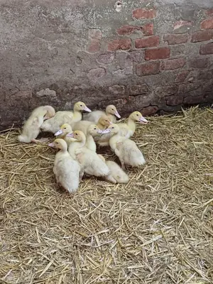 10 Entenküken Mularden Flugenten Pekingenten (gemischt)