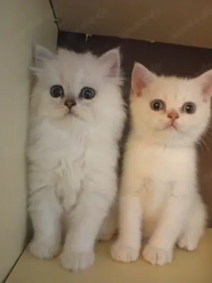 BKH und BLH Jungs mit blauen Augen