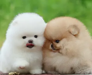 Pomerian Zwergspitz Welpen