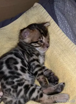 Reinrassiges Bengalkatzenbaby Kitten XL Rosetten