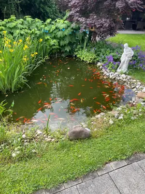 Goldfische zu verschenken 