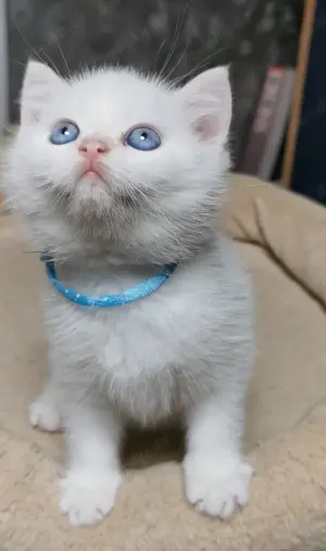 BKH Kitten suchen ein liebesvolles Zuhause!