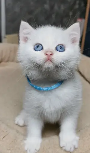 BKH Kitten suchen ein liebesvolles Zuhause!