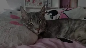 Unser Herzenskater Rudi sucht ein neues Kuschelkörbchen