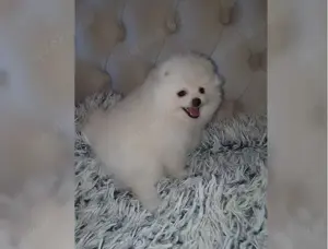 Typvolle Zwergspitz Pomeranian Welpen mit Papieren! !