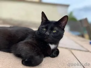 Suche Katzensitter