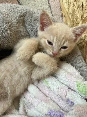 bkh Kitten 