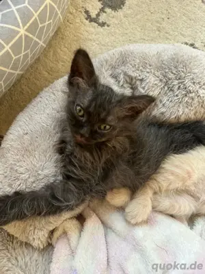 Klein Wolverine Sphynx