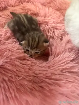 BKH Kitten Britisch Kurzhaar