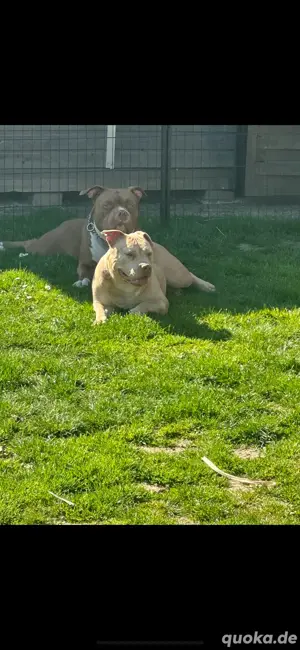 American Pocket Bully Junghunde Merle 9 monate alte  