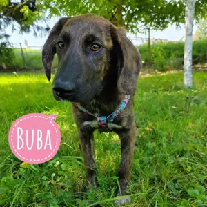 Buba, junge und elegante Mischlings Hündin, optisch Segugio Maremmano