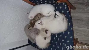 BKH-Kitten zu verkaufen 