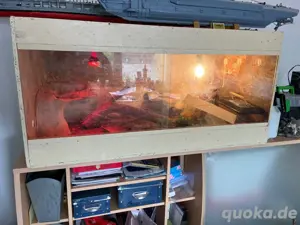 Bartagame mit Terrarium 