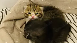 Zuckersüße BKH Kitten
