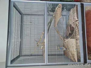 verkaufe zwei degus mit käfig