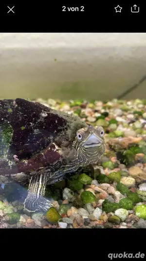 Mississipi-Schmuckschildkröte mit Aqarium