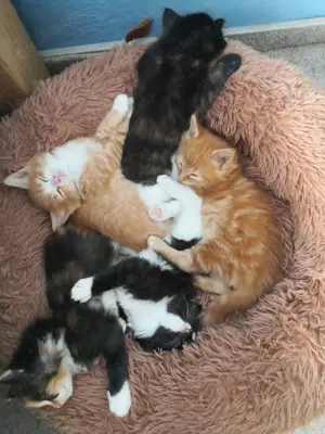 MainCoon Ragdollkitten
