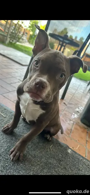 American Pocket Bully Junghung 8 Monate alt 