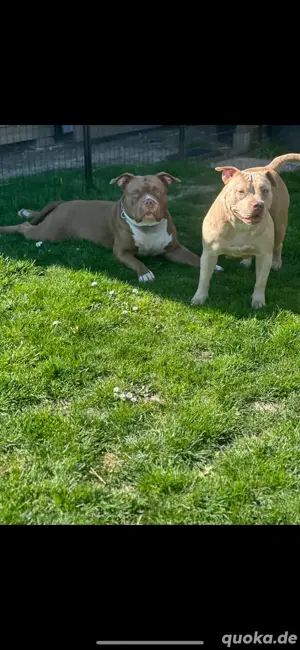 American Pocket Bully Junghung 8 Monate alt 