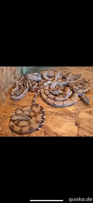 6x Boa Constrictor Imperator Hypo Jungle het Squaretail NZ 25