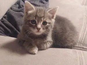 Süße Mixkitten abzugeben