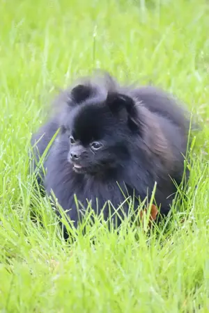 Ivy, wunderschöne Pomeranian   Deutscher Zwergspitz, Hündin mit Ahnentafel, für Zucht geeignet