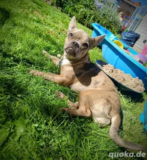 Welpen erwartet, französische Bulldogge-Chihuahua-Bolonka Welpen 