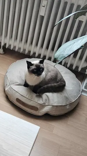 Siammixkatze abzugeben