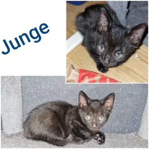 katzen kinder abgeben 