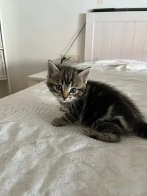 Katzenkinder, Kitten, Kätzchen suchen neues zu Hause