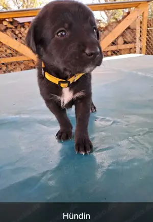Welpen Labrador Mischlinge abzugeben