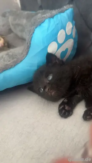 ekh kitten 