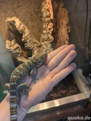 tokeh Gecko (Gecko Gekko)
