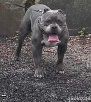 pocket bully