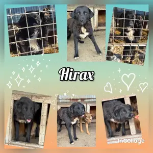 lieber, offener und lustiger Rüde "Hirax" sucht ein schönes Zuhause 