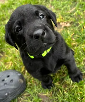 Gesundheitsgeprüfte männliche und weibliche Labrador-Welpen tiefgefroren zu verkaufen