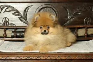 Pomeranian Welpe (Rüde) zu verkaufen