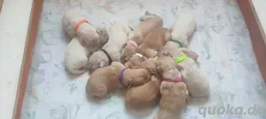 golden Retriever Welpen reinrassig 