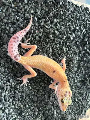 0.2 Leopardgecko ENZ 24 