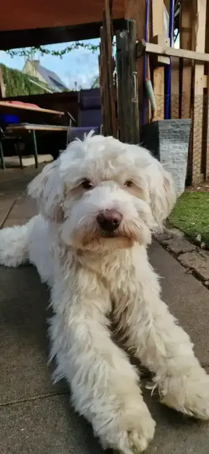 Wunderschöner reinrassiger Tibet Terrier 1 Jahr jung