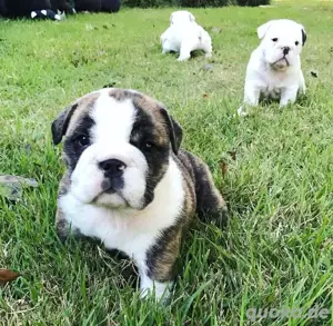 Hochwertige Englische Bulldoggenwelpen 