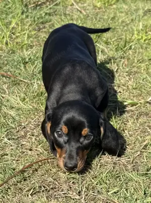 Zwergdackel Mädchen in black tan und Schoko tan
