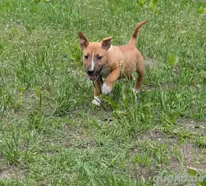 Miniature Bullterrier Mix Welpen 