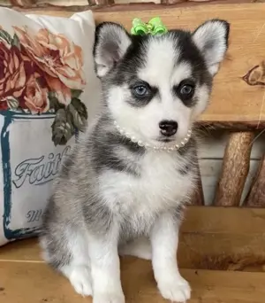 Gesunde und liebevolle Pomsky-Welpen zu verkaufen