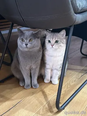 British kurzhaar katzen 