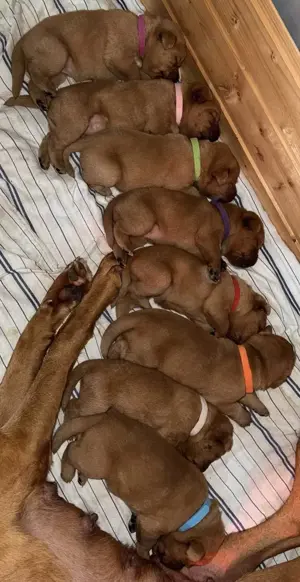 Fox red Labrador Welpen 