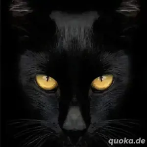 dringend neues Zuhause gesucht 